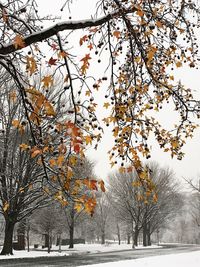 Bare trees during autumn