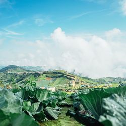 Panoramic view of fresh green field against sky