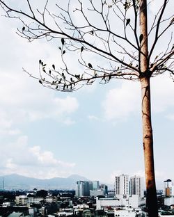 Birds flying over city against sky