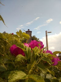 Close-up of pink flowering plants against sky