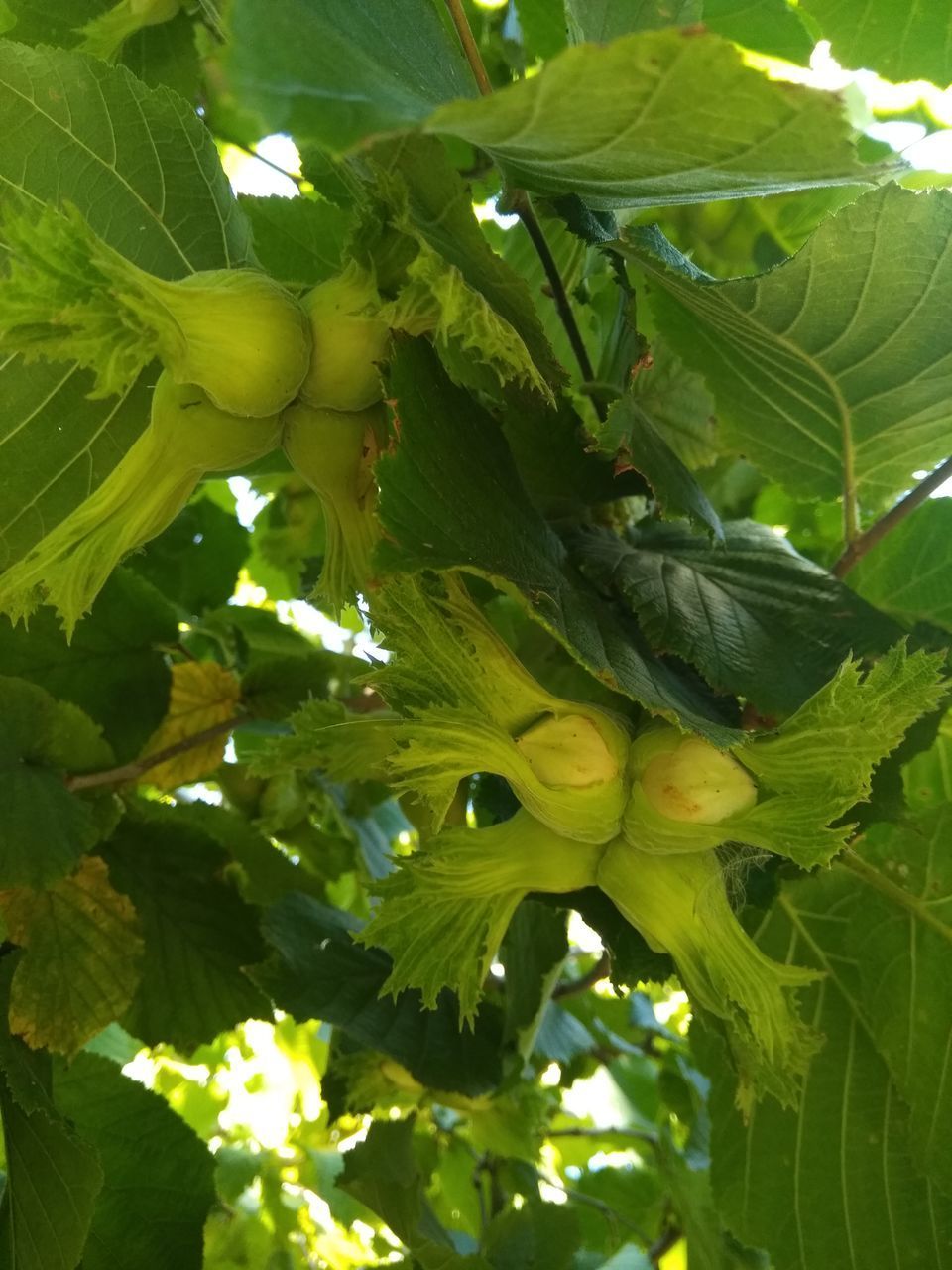 CLOSE-UP OF TREE GROWING IN FARM