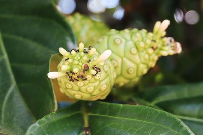 Close-up of white flowering plant