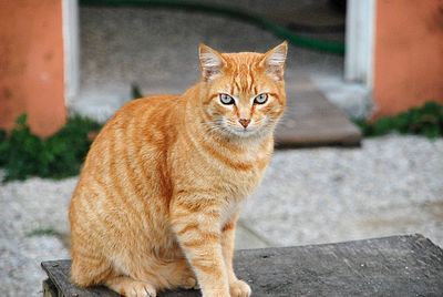 Portrait of cat sitting outdoors