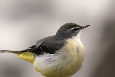 Close-up of bird perching on branch