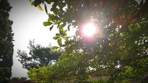 Sun shining through trees