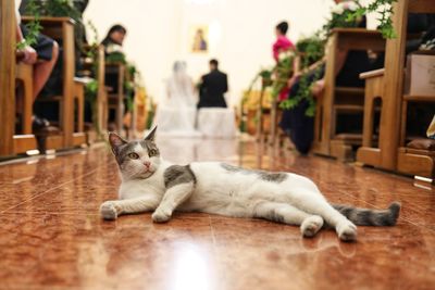 Cat lying on floor