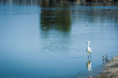 Little egret perching on lakeshore