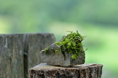 Close-up of tree stump on rock