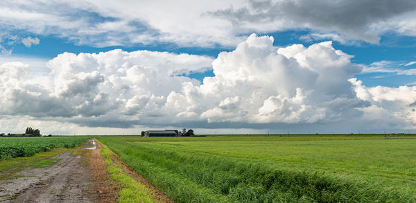 Panoramic view of agricultural field against sky