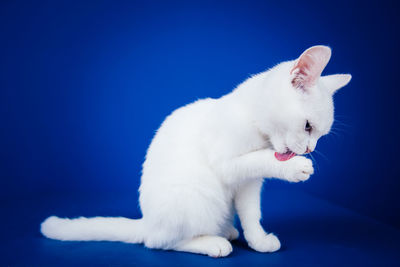 White cat looking away