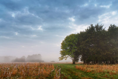 Autumn rural scene. cloudy september misty morning. oaks on foggy meadow. overcast fall sky.