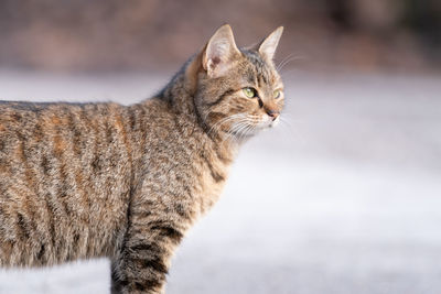 Close-up of a cat looking away