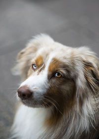 Close-up of dog looking away