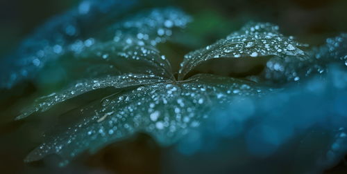 Close-up of raindrops on leaves