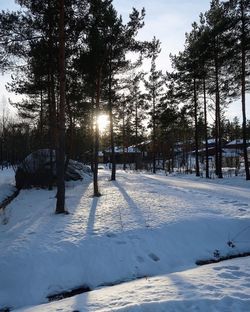 Trees on snow covered landscape