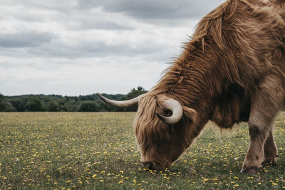 Close up of the highland cattle grazing in the new forest park in dorset,uk, in summer.