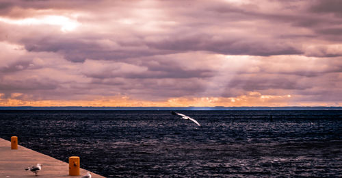 Seagulls by sea against cloudy sky
