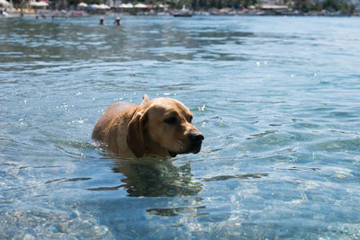 Dog swimming in lake