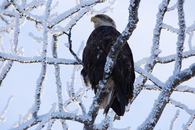 Bird perching on snow covered tree