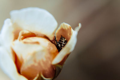 Close-up of insect on flower