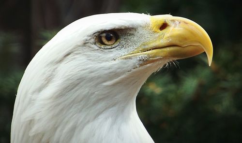 Close-up portrait of eagle
