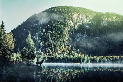 Scenic view of lake in forest against sky