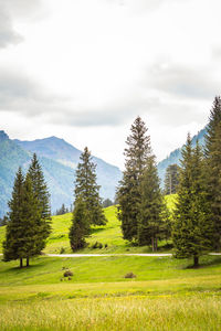 Natural landscape with green mountain peaks in summer