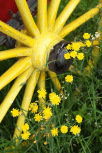 Close-up of yellow flowers