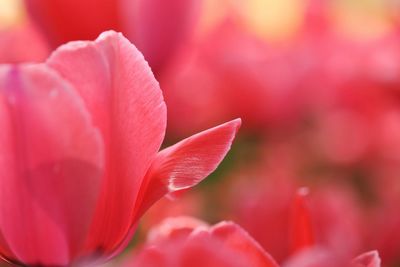 Close-up of pink flowers