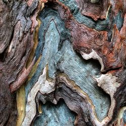 Detail shot of tree trunk