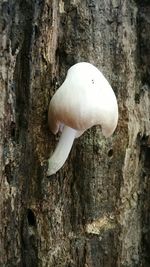 Close-up of mushrooms growing on tree trunk