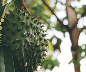 Close-up of succulent plant