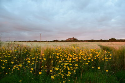 Scenic view of field against cloudy sky