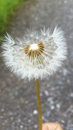 Close-up of dandelion flower