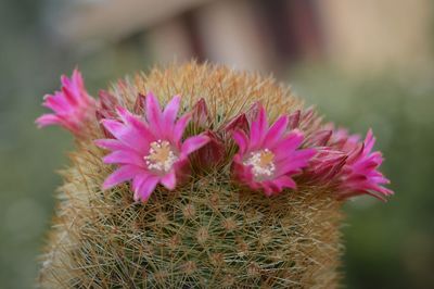 Close-up of pink flower