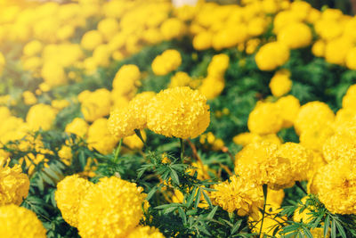 Marigold flowers