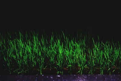 Grass against black background