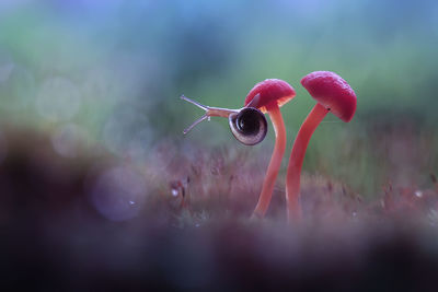 Close-up of snail on mushroom