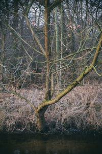 Bare tree in forest against sky