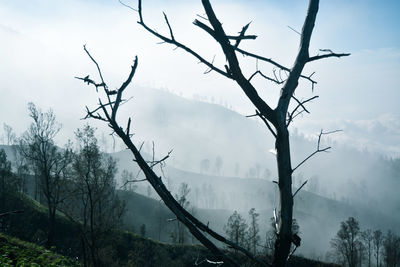 A tree branch dies on a mountain