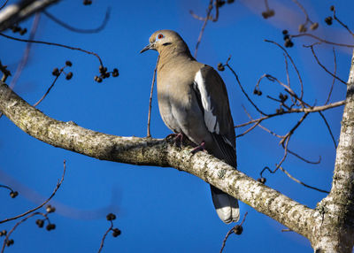 Low angle view of bird perching on tree