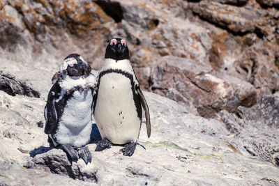 Close-up of penguins