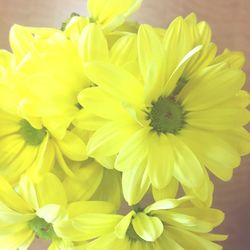 Close-up of yellow flower