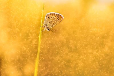 Close-up of insect on leaf