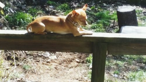 Dog on wood against trees