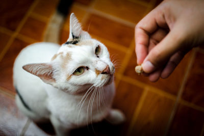 Midsection of person hand with cat