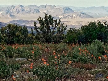 Scenic view of mountains