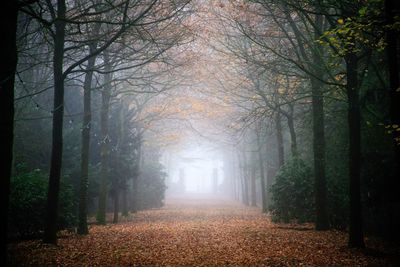 Trees in forest during autumn