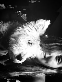 domestic animals