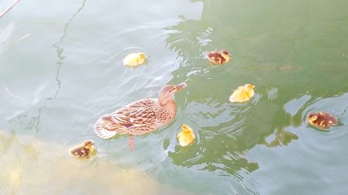 High angle view of ducks swimming in lake